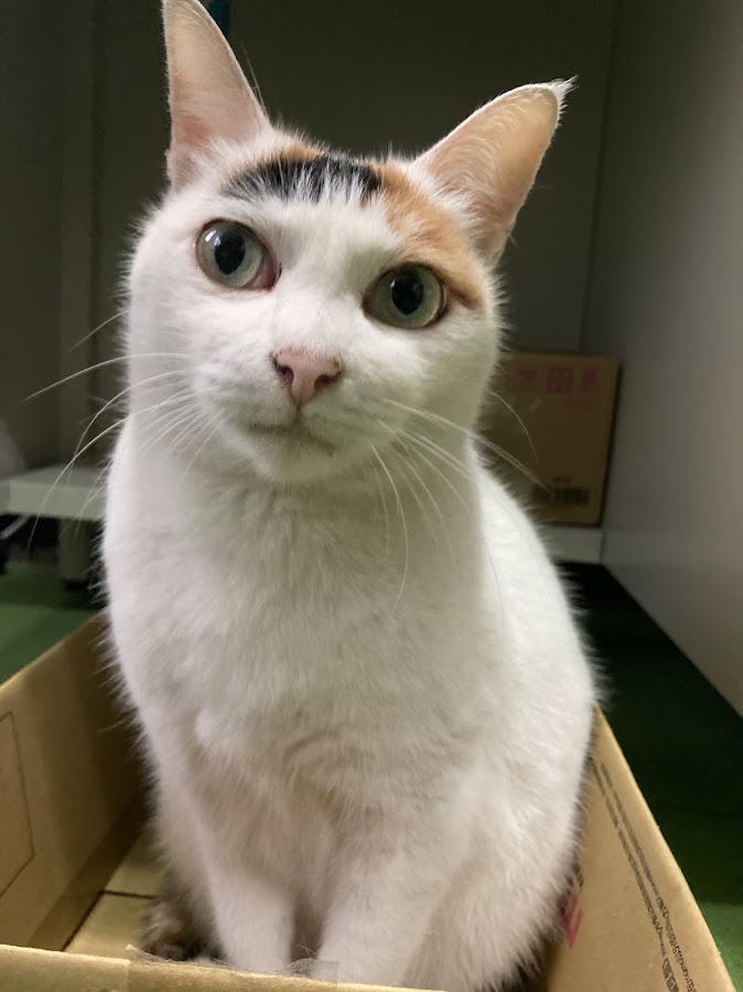 Picture of cat.